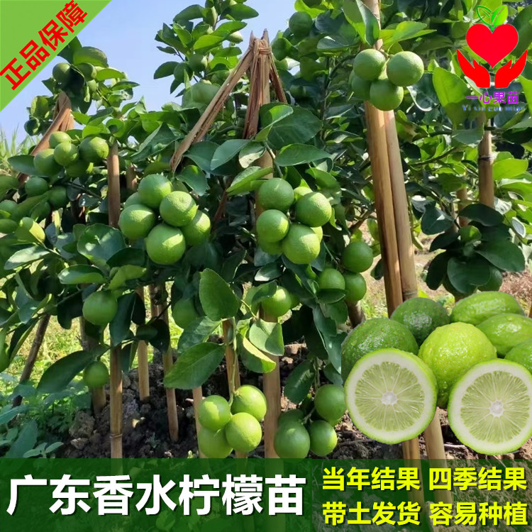 柠檬苗广东四季香水台湾香水柠檬树苗盆栽地栽当年结果南北方种植