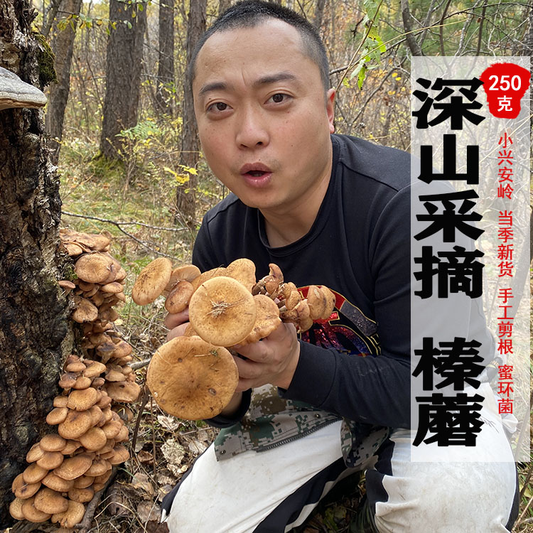 榛蘑250g头茬干货2023年新货蜜环菌东北特产山货小鸡炖蘑菇自然晒