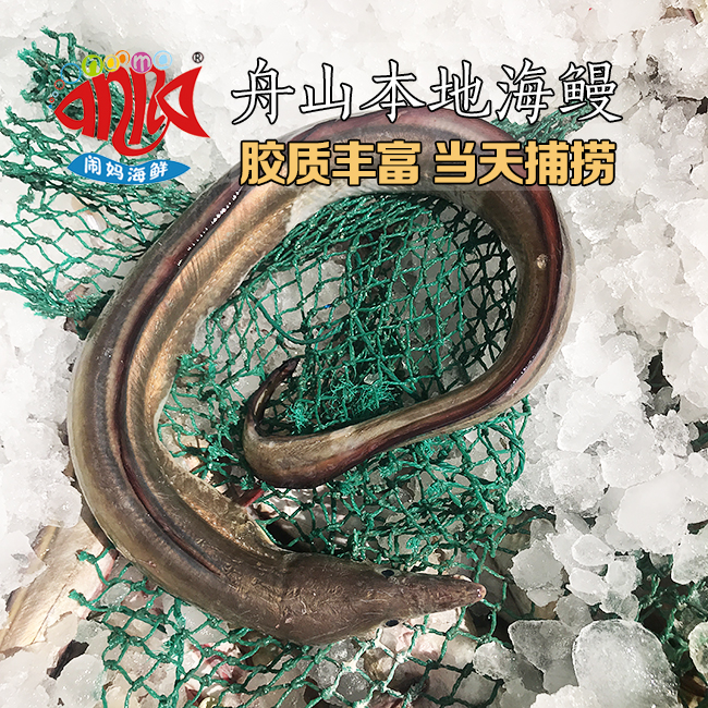 【闹妈海鲜】舟山本地新鲜海鳗 1条1-2斤之间要1条拍2件
