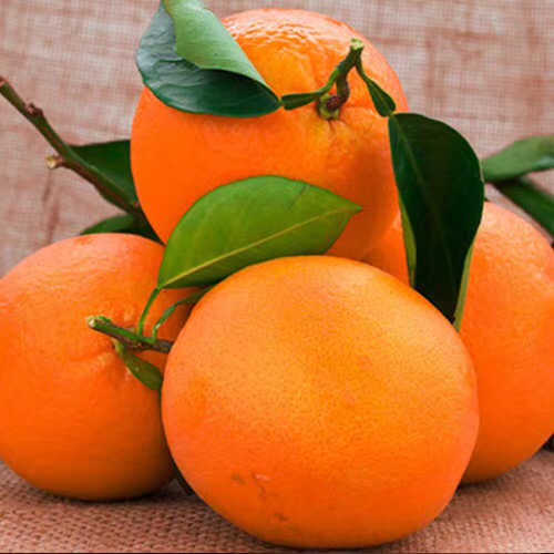 包邮江西赣南脐橙橙子手剥橙孕妇新鲜水果小果中果精品果带箱5斤