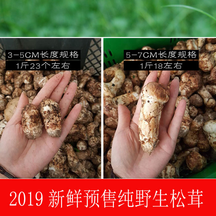 小金松茸新鲜野生5-7cm500g非香格里拉雅江蘑菇菌现采现发顺丰