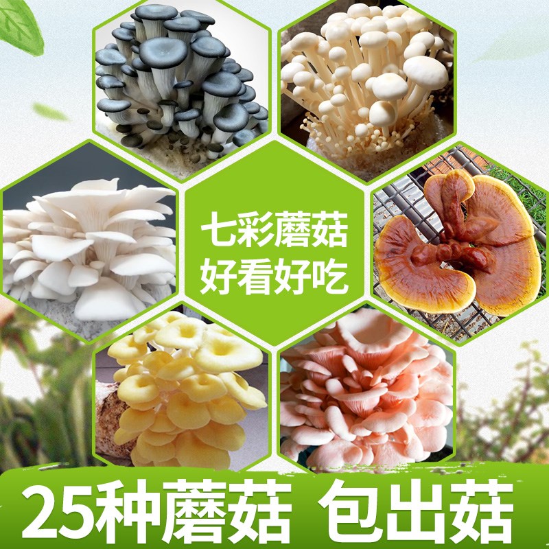 磨菇小包装食用菌自种蘑菇菌包家庭种植DIY蘑菇种子香菇便携真菌