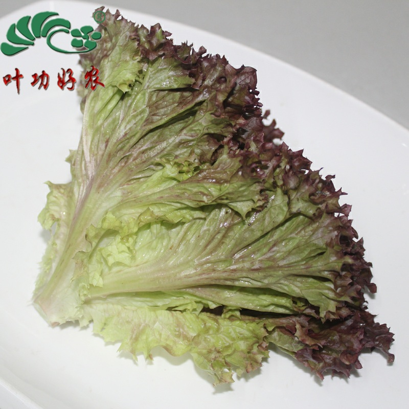 紫叶生菜 西餐沙拉凉拌新鲜蔬菜 红叶生菜 罗莎红珊瑚 500g