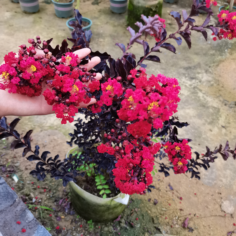 丹红紫叶紫薇花盆栽庭院阳台种植风景树名贵美国红花红叶紫薇树苗