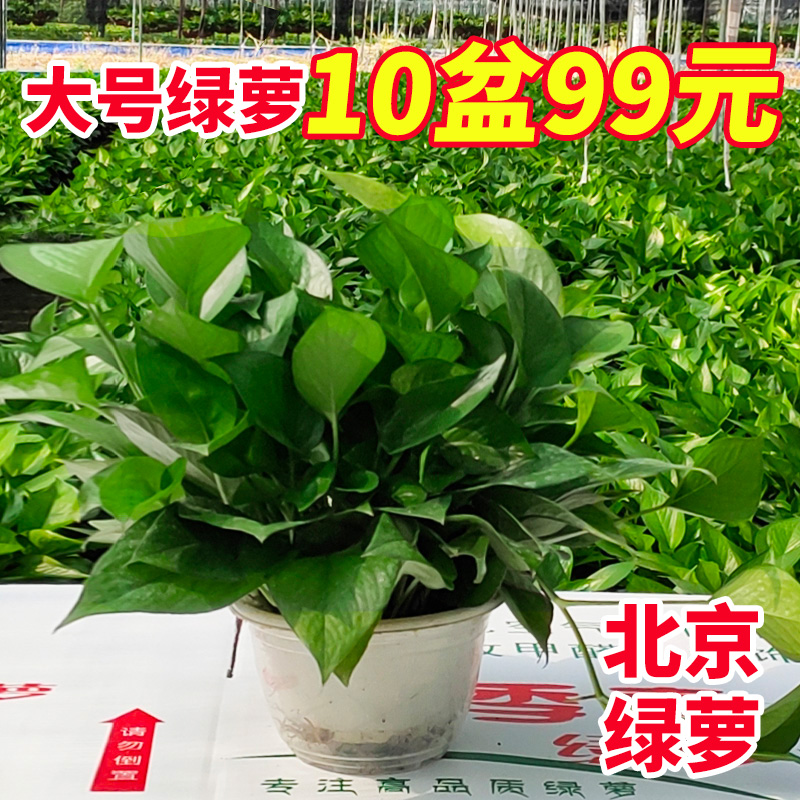 北京绿萝吊兰免费送货盆栽绿箩办公室内绿植物吸甲醛长藤客厅易活