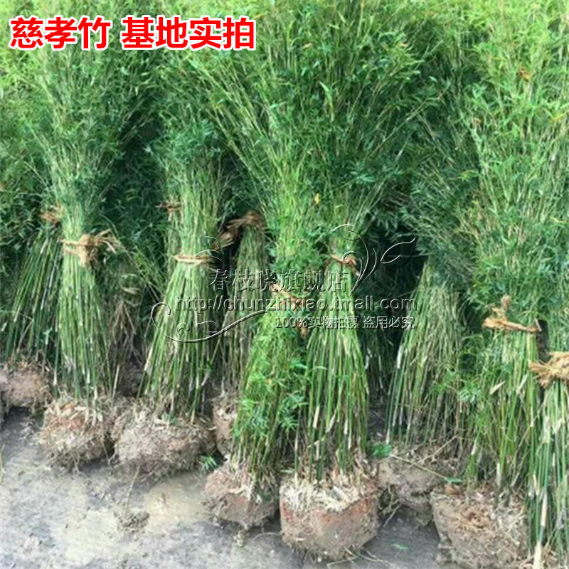 竹子植物盆栽小景观米竹苗室内节节高四季常青凤尾竹子盆栽