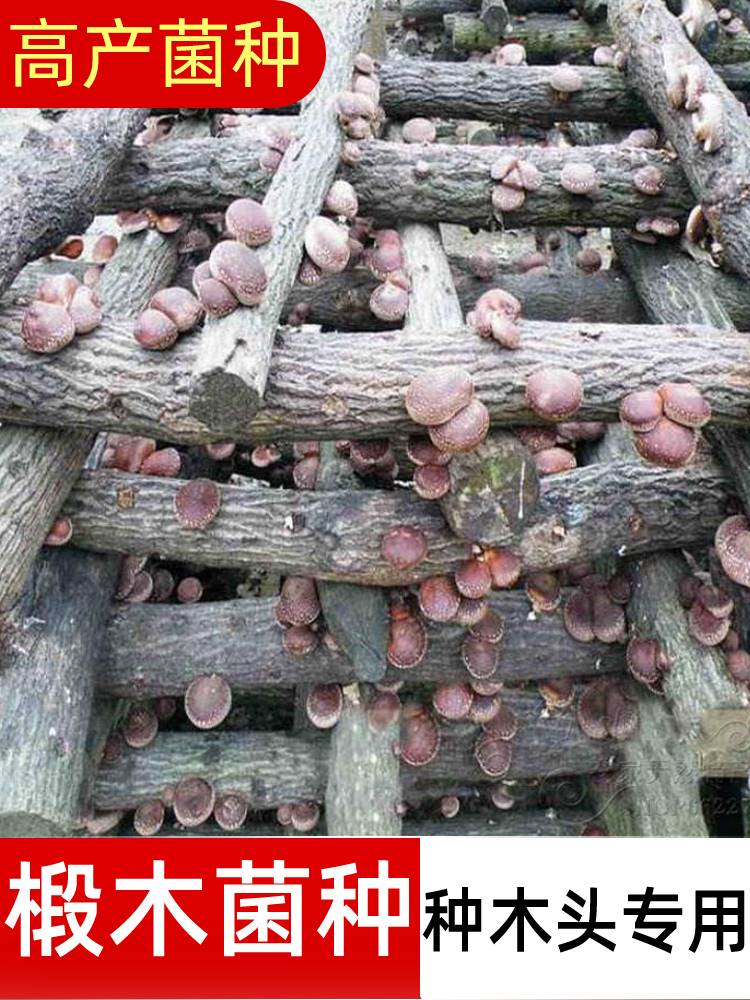椴木香菇菌种黑木耳木头种植香菇种子平菇灵芝 木耳菌种 蘑菇菌种