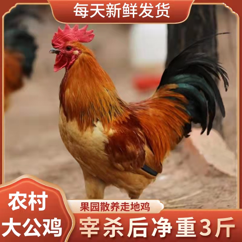 三只装农家散养公鸡净重2.5斤一年散养大公鸡顺丰京东包邮