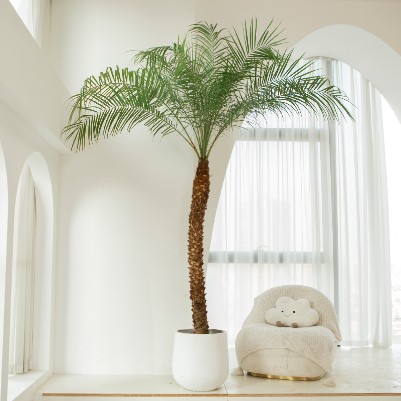 针葵盆栽针叶棕榈大型热带植物椰子树室内客厅阳台室外网红真绿植