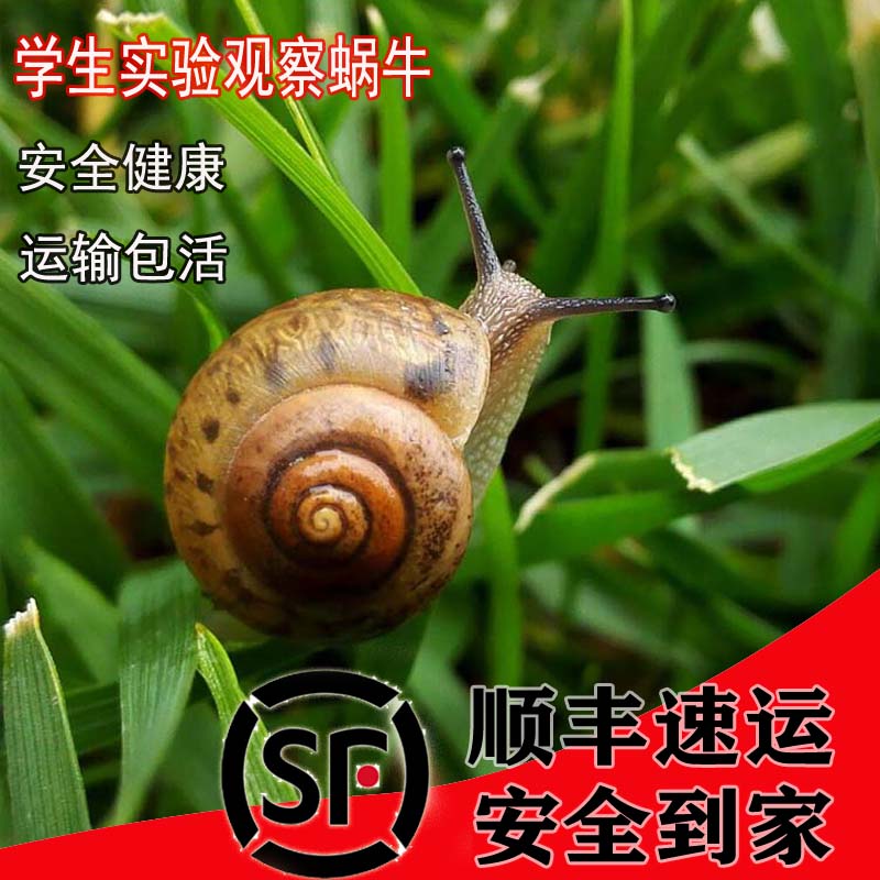 中通速运蜗牛活体学生科普课宠物蜗牛幼儿园观察田园灰巴小蜗牛