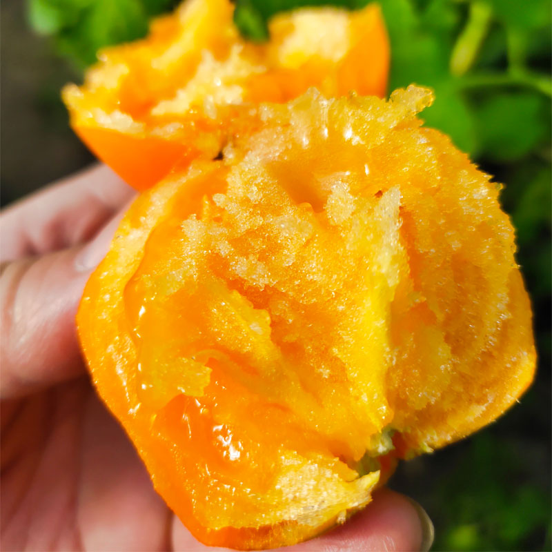 内蒙古五原县沙瓤大黄柿子新鲜黄色西红柿6斤超甜黄金籽大果番茄