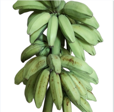广东茂名青芭蕉大蕉plantain现砍现发口感酸甜水果非粉蕉香蕉包邮