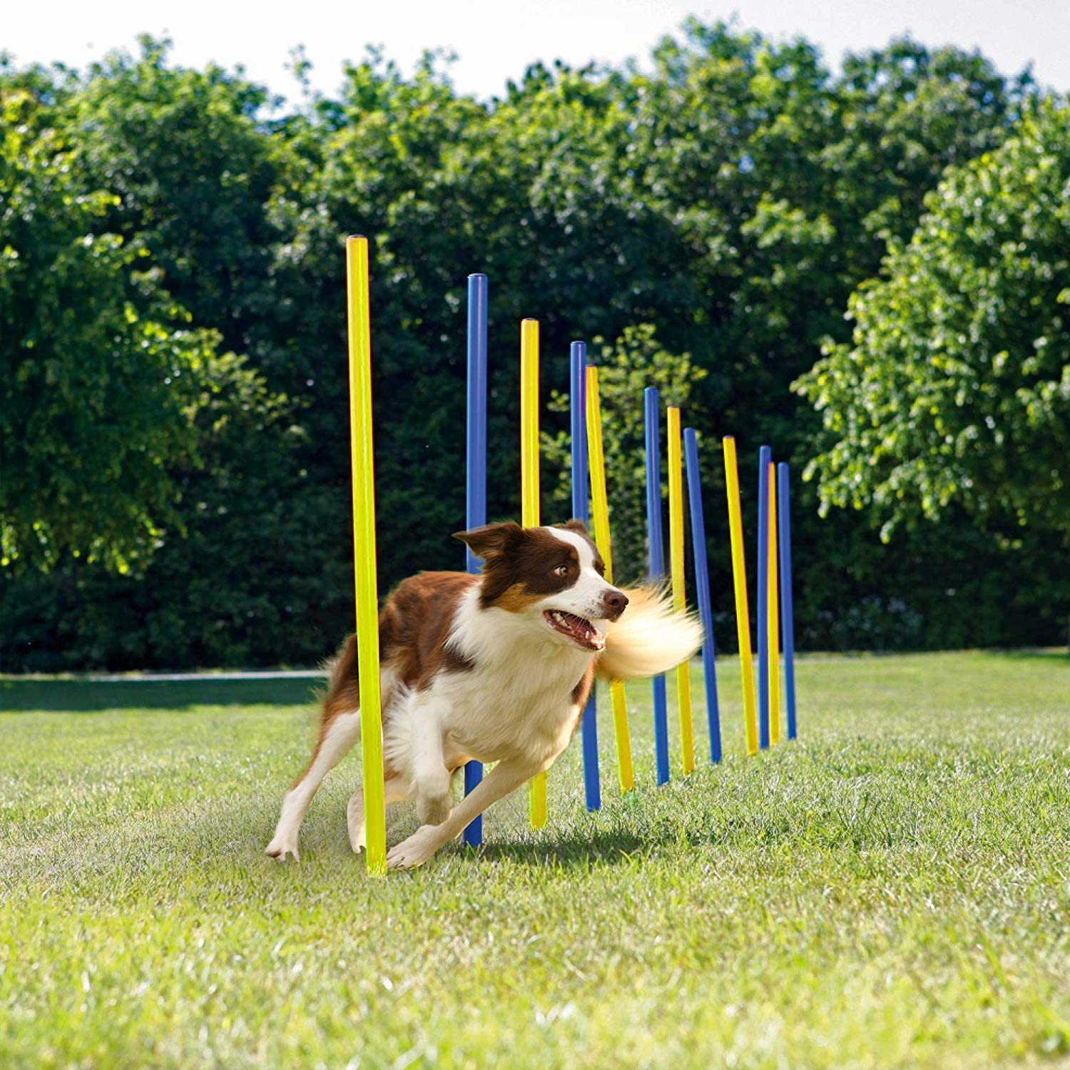 狗狗敏捷训练扎地杆 犬类蛇形跑障碍训练跳圈绕杆 训狗器宠物用品