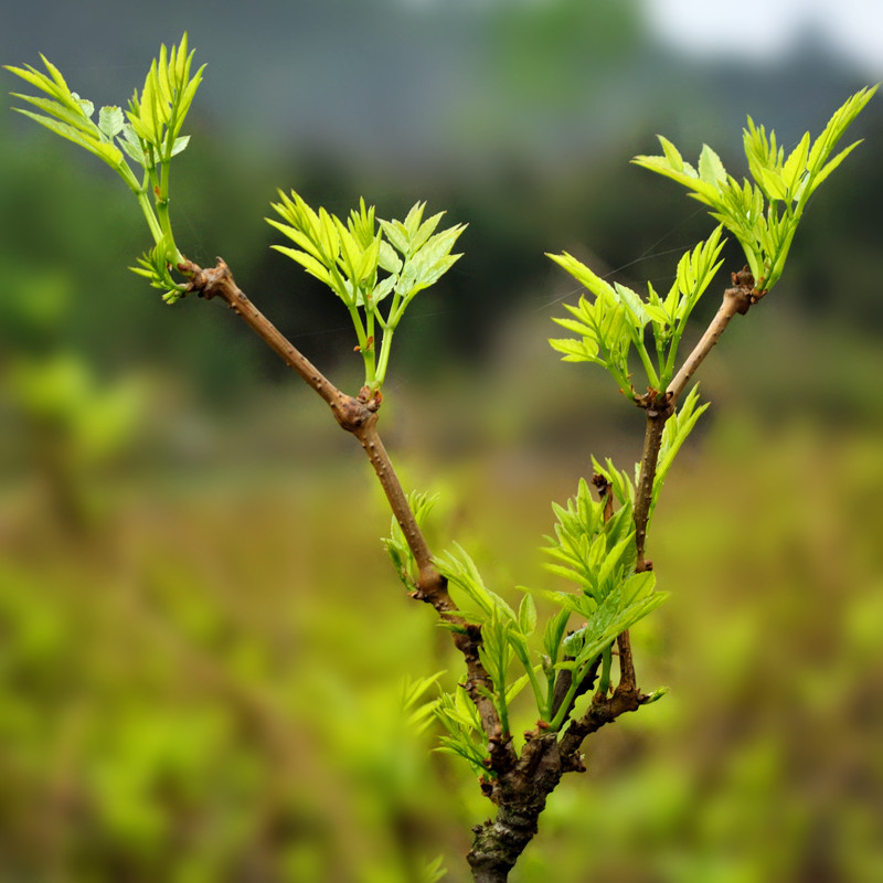 2024年清明莓茶 张家界特级嫩芽野生芽尖莓茶茅岩河莓茶正品500g