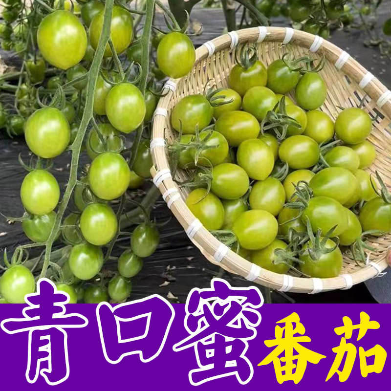 绿色青口蜜番茄种籽孑口感甜脆特色绿色圣女果种子小西红柿种子
