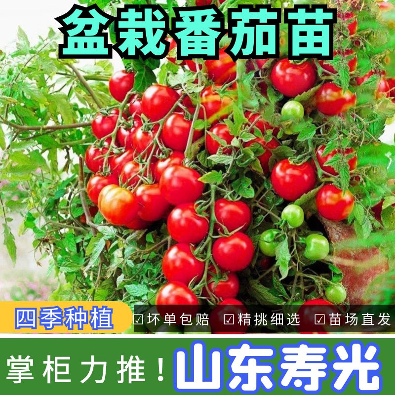 矮生盆栽樱桃小番茄种苗圣女果西红柿阳台种籽秧苗四季蔬菜苗种籽