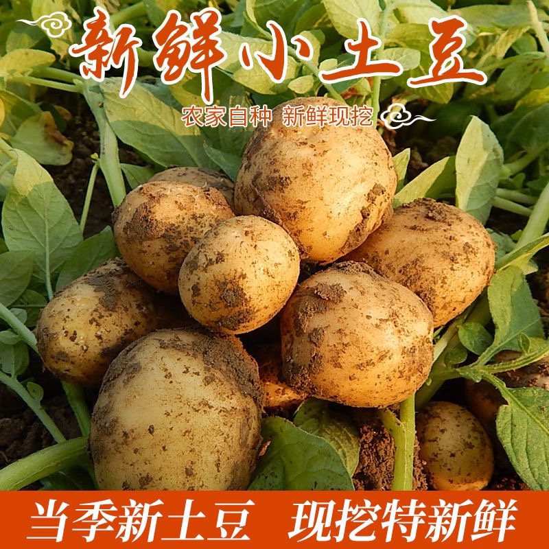 2024正宗四川农家当季新鲜小土豆迷你黄心现挖5斤土洋芋马铃薯
