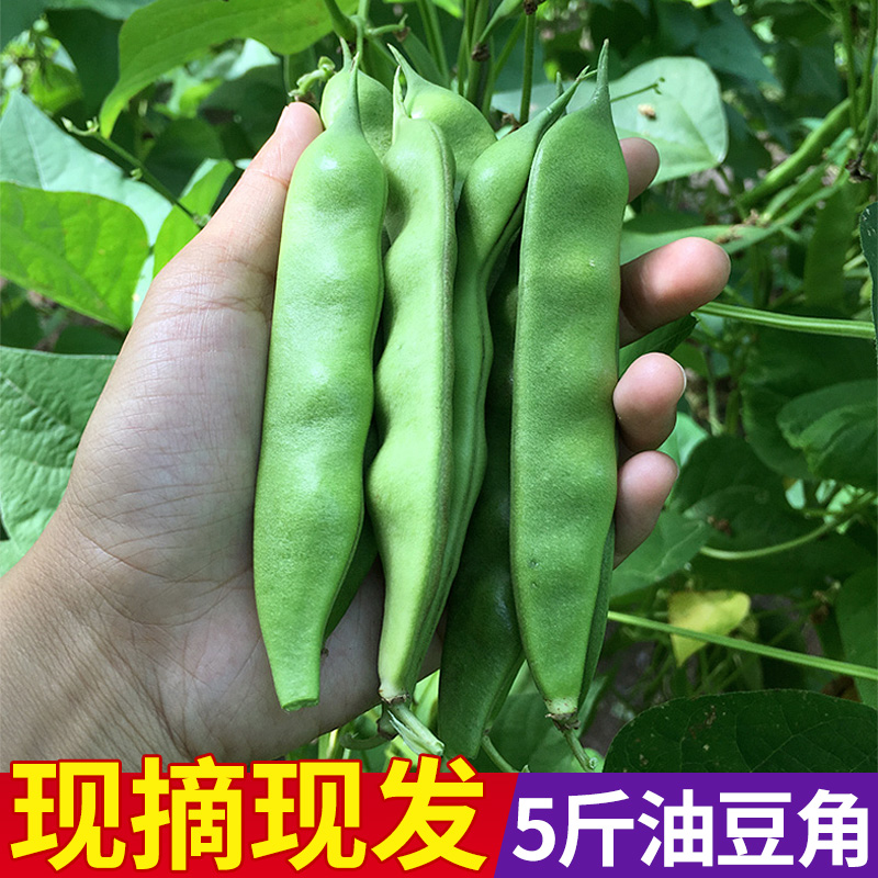 东北油豆角农家新鲜蔬菜特产九月青开锅烂宽面豆角食用现摘包邮5