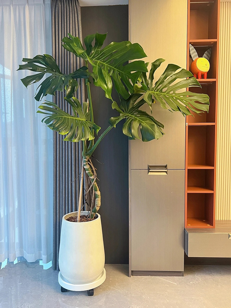 大型龟背竹盆栽净化空气吸甲醛客厅卧室办公室内植物上海绿植花卉