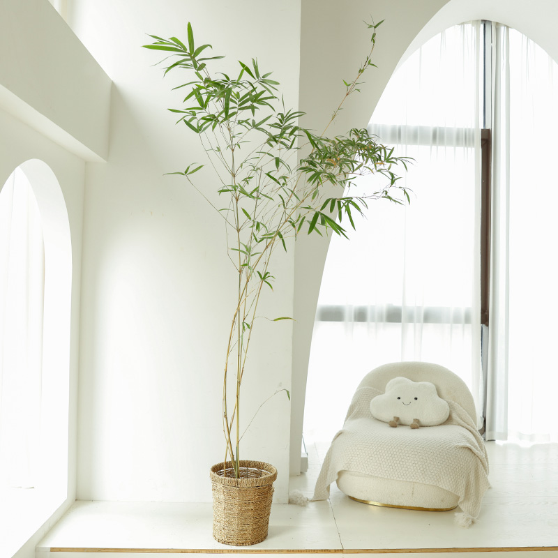 竹子盆栽室内新中式禅意绿植唐竹罗汉竹室外庭院地栽绿化景观植物