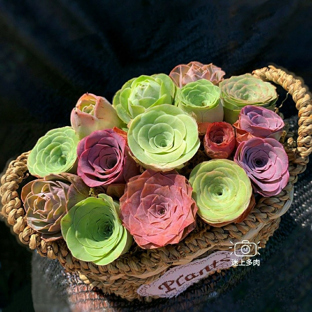 多肉植物礼品 山地玫瑰组合盆栽 枫灵 多肉拼盘 含花篮 种好发货