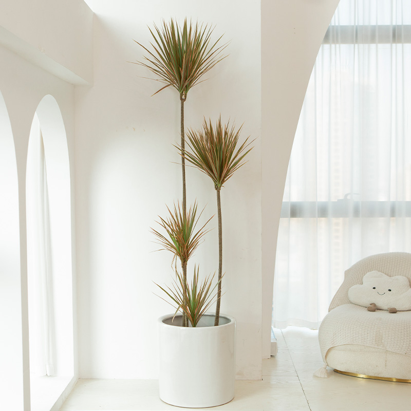 七彩千年木绿植大型室内客厅落地龙血树盆栽网红日式风格造型植物