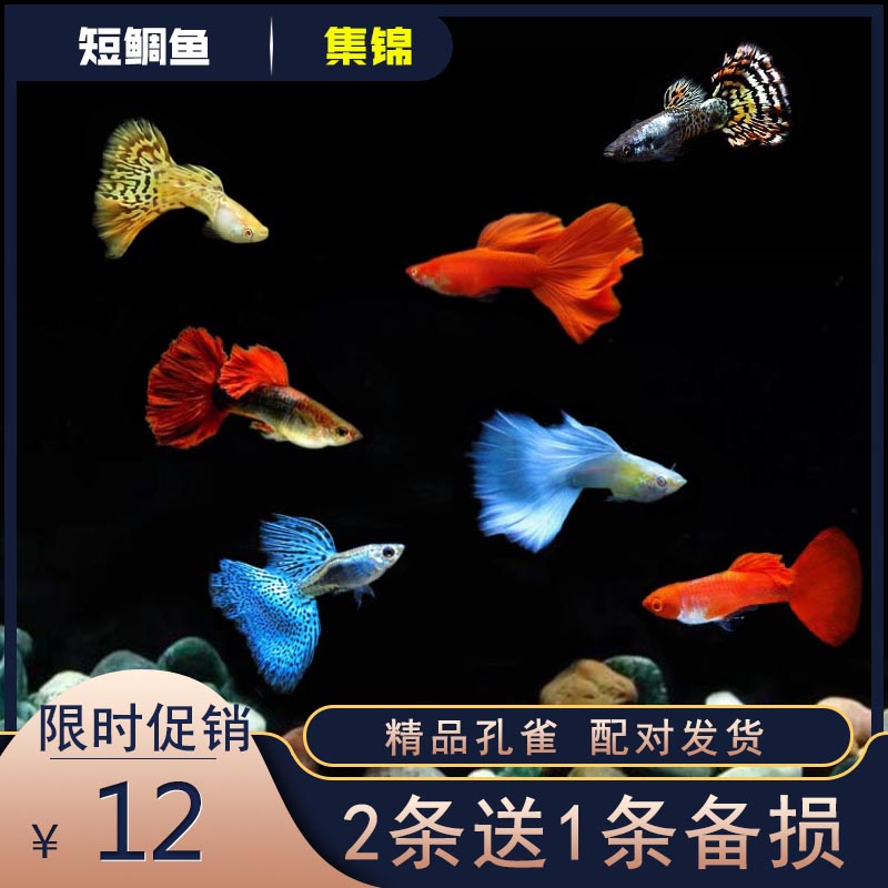 孔雀鱼活体凤尾鱼天空蓝纯种蓝草尾热带鱼观赏鱼淡水小型鱼可繁殖