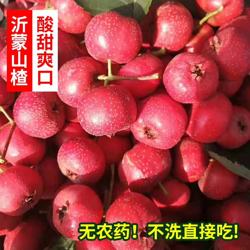 新鲜精品山楂大五棱金星现货现发糖葫芦红果自然成熟无添加水果