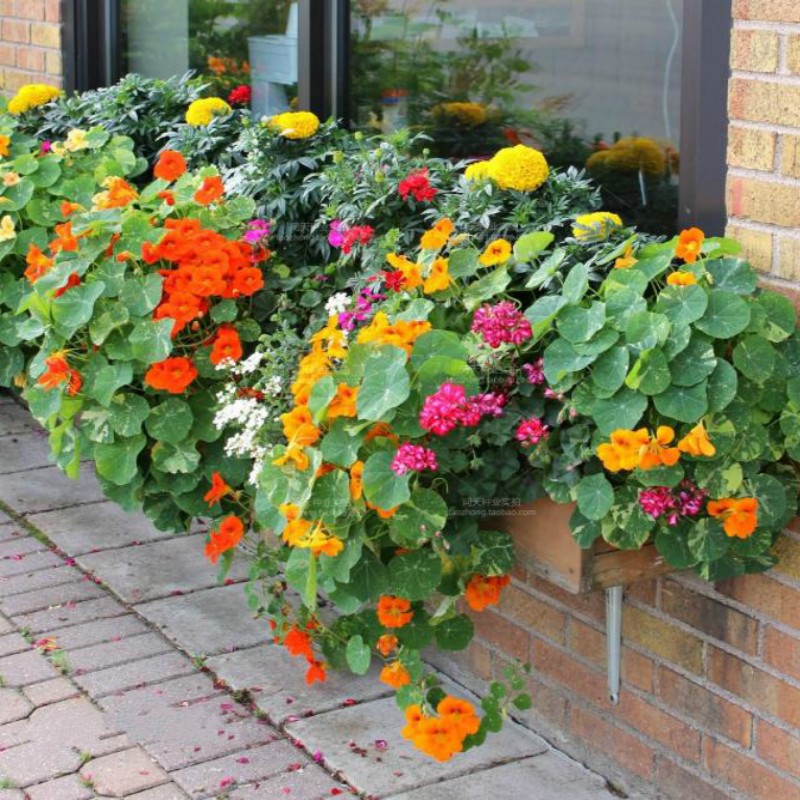 旱金莲种子多年生室内外易种活多季开花盆栽花卉种籽庭院阳台植物