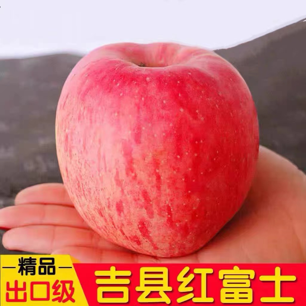 2023山西吉县红富士苹果新鲜壶口苹果特大脆甜孕妇当季水果
