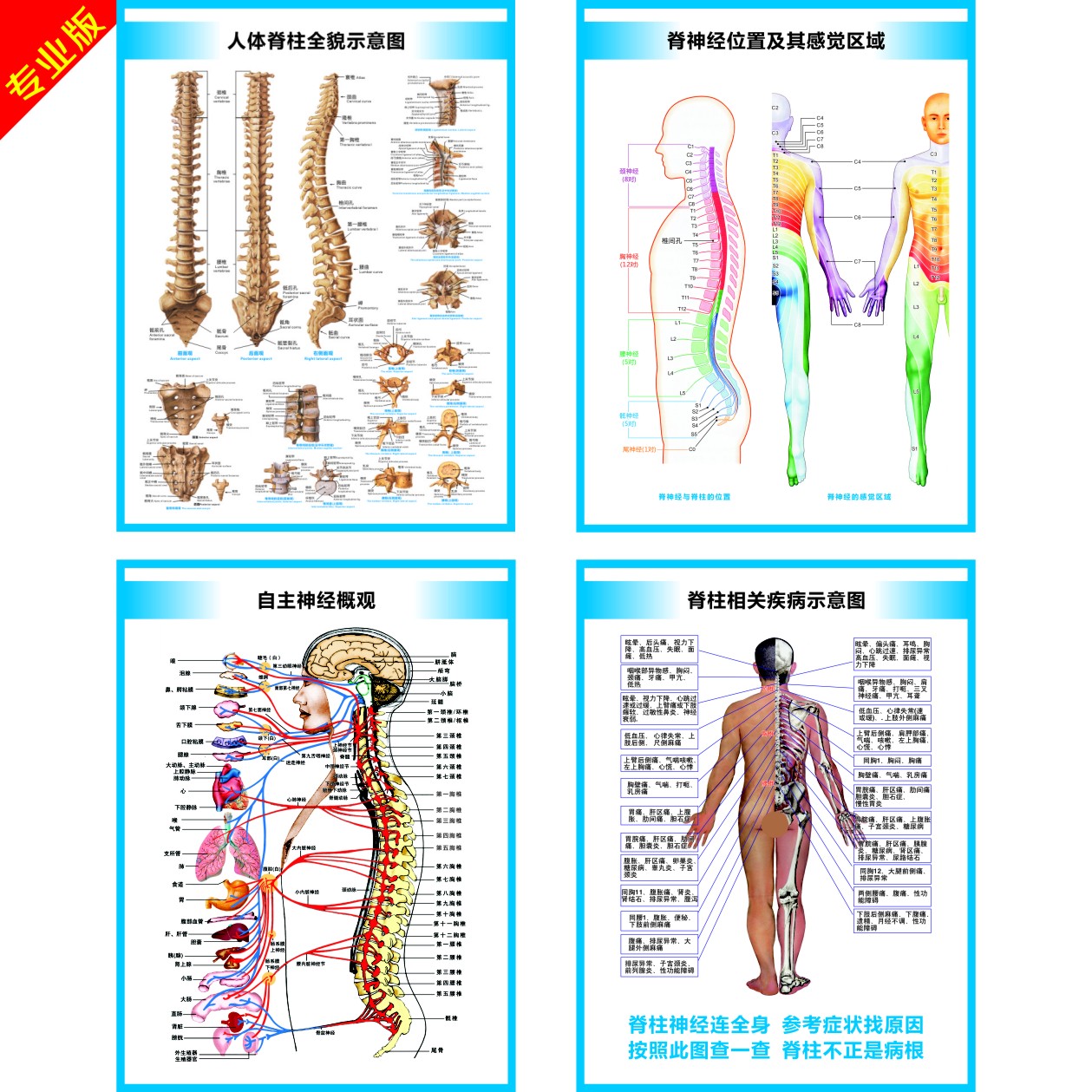 脊柱相关疾病示意图脊椎结构图脊神经构造自主神经肌肉疼痛区挂图