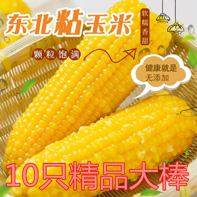 东北黄玉米新鲜10根粘香糯玉米棒黑龙江甜糯玉米黏苞米棒真空包装