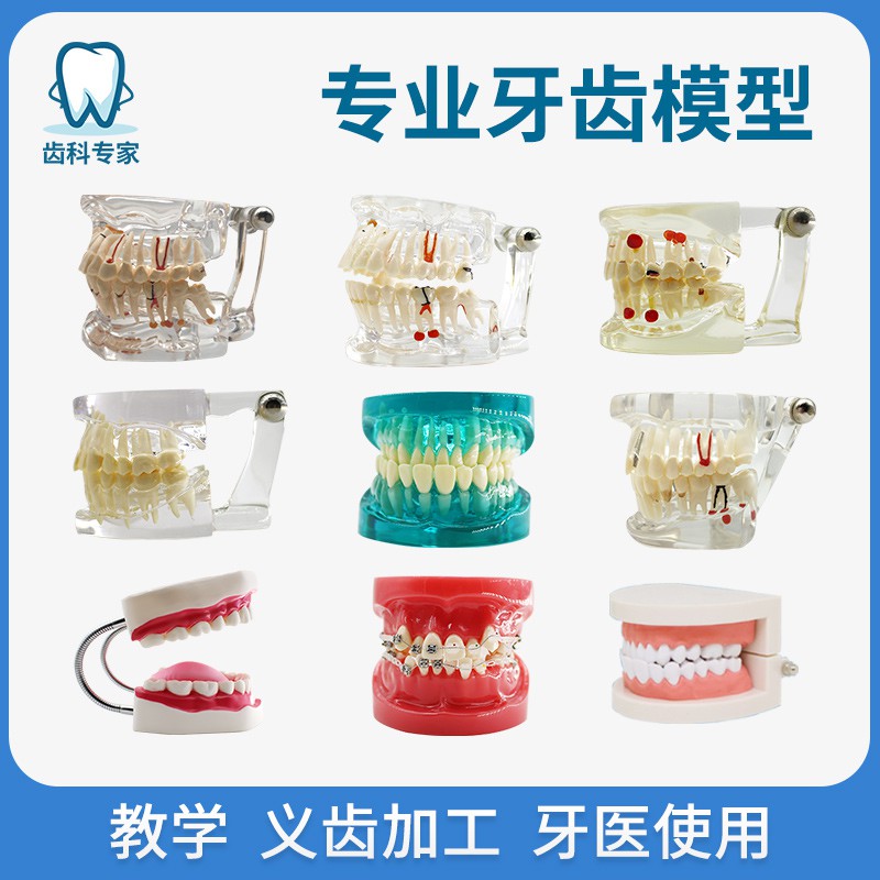 迪牙齿模型牙模型模具牙科教学模型可拆卸口腔假牙备牙刷牙模型摆