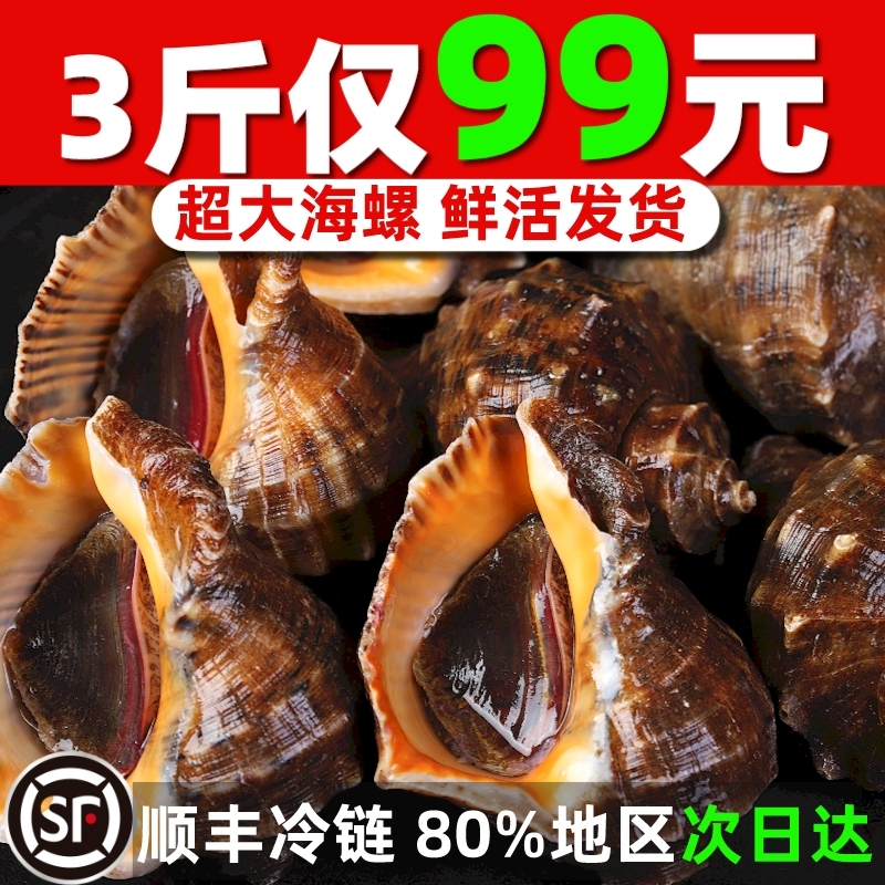 新鲜特大海螺鲜活海捕青岛大号响螺活物3斤吐沙超大海螺海鲜水产