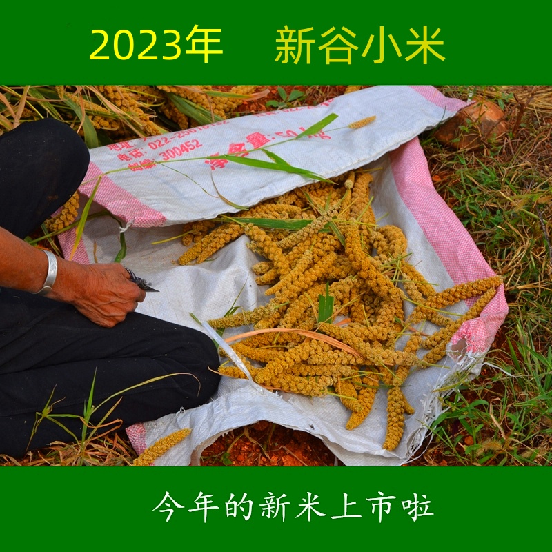 2023年小黄米黄小米河北特产小香米农家山区自种山坡旱地红谷小米