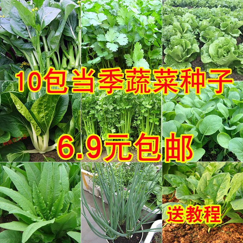 10种蔬菜种子香葱小白菜生菜香菜心阳台盆栽菜种籽孑秋冬四季大全
