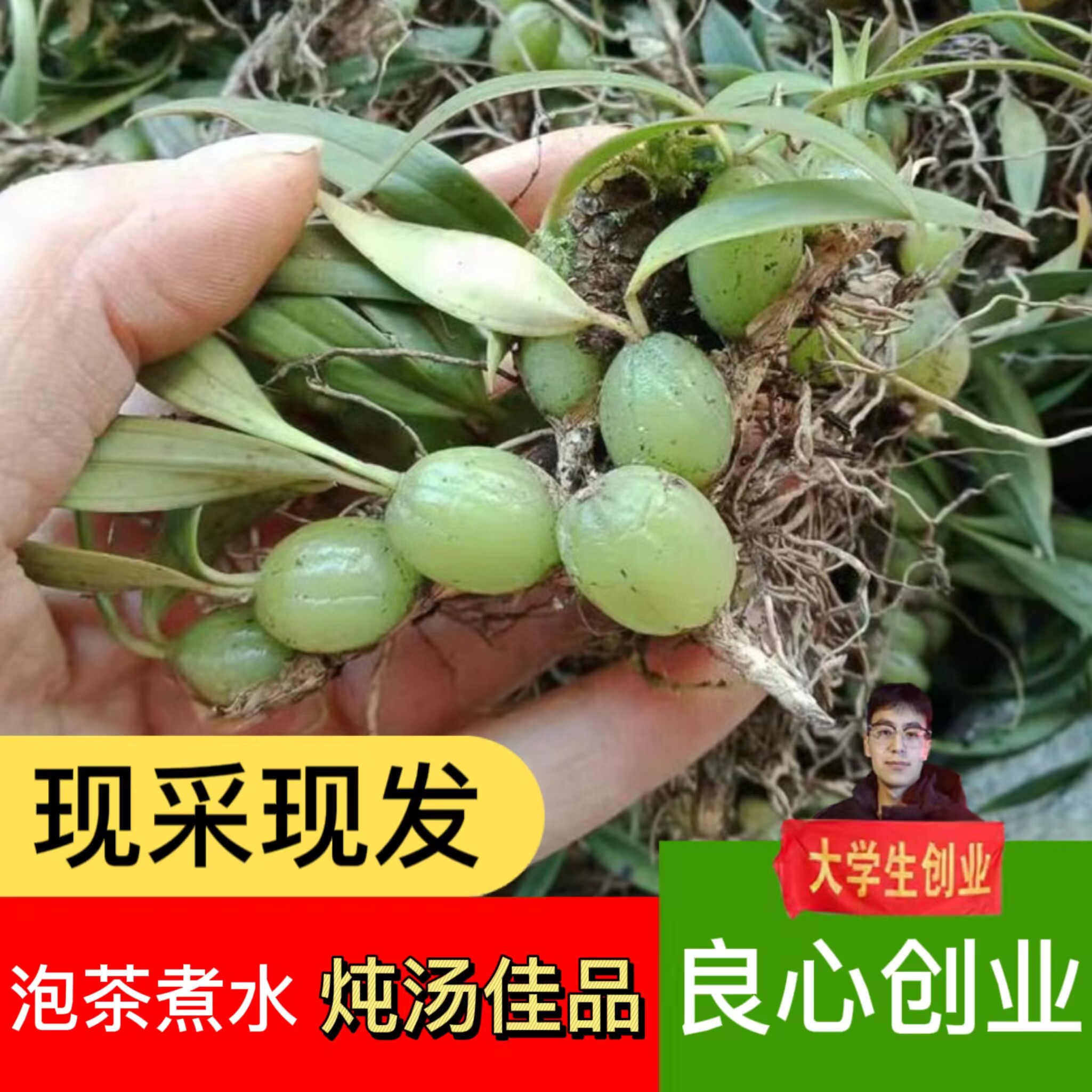 石橄榄新鲜500g双叶中小号石仙桃果种植盆栽炖汤补品煲汤材料单叶