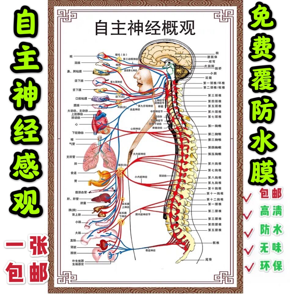 自主神经概观示意图人体解剖挂图人体器官解剖图展板医院布置海报