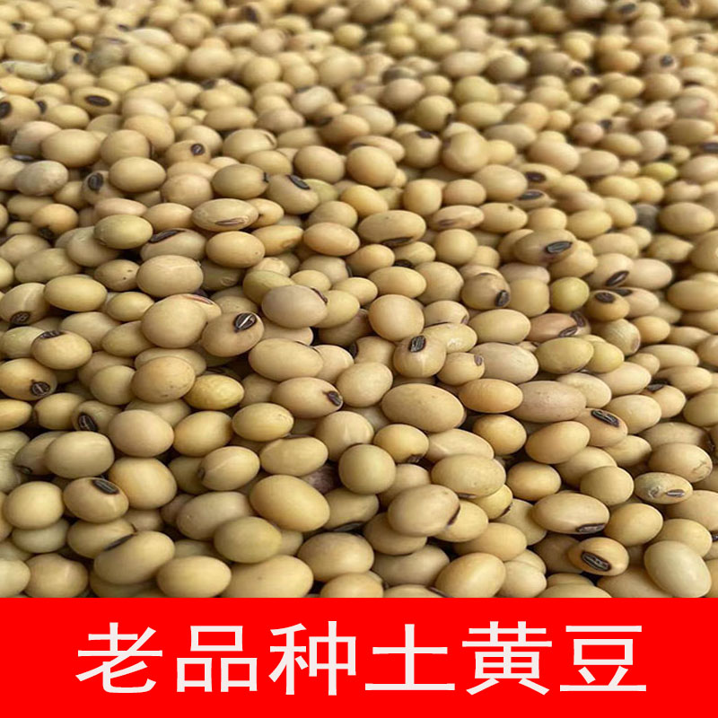 四川可留老品种黑杜脐小黄豆新鲜本地大豆农家豆子磨豆浆非转基因