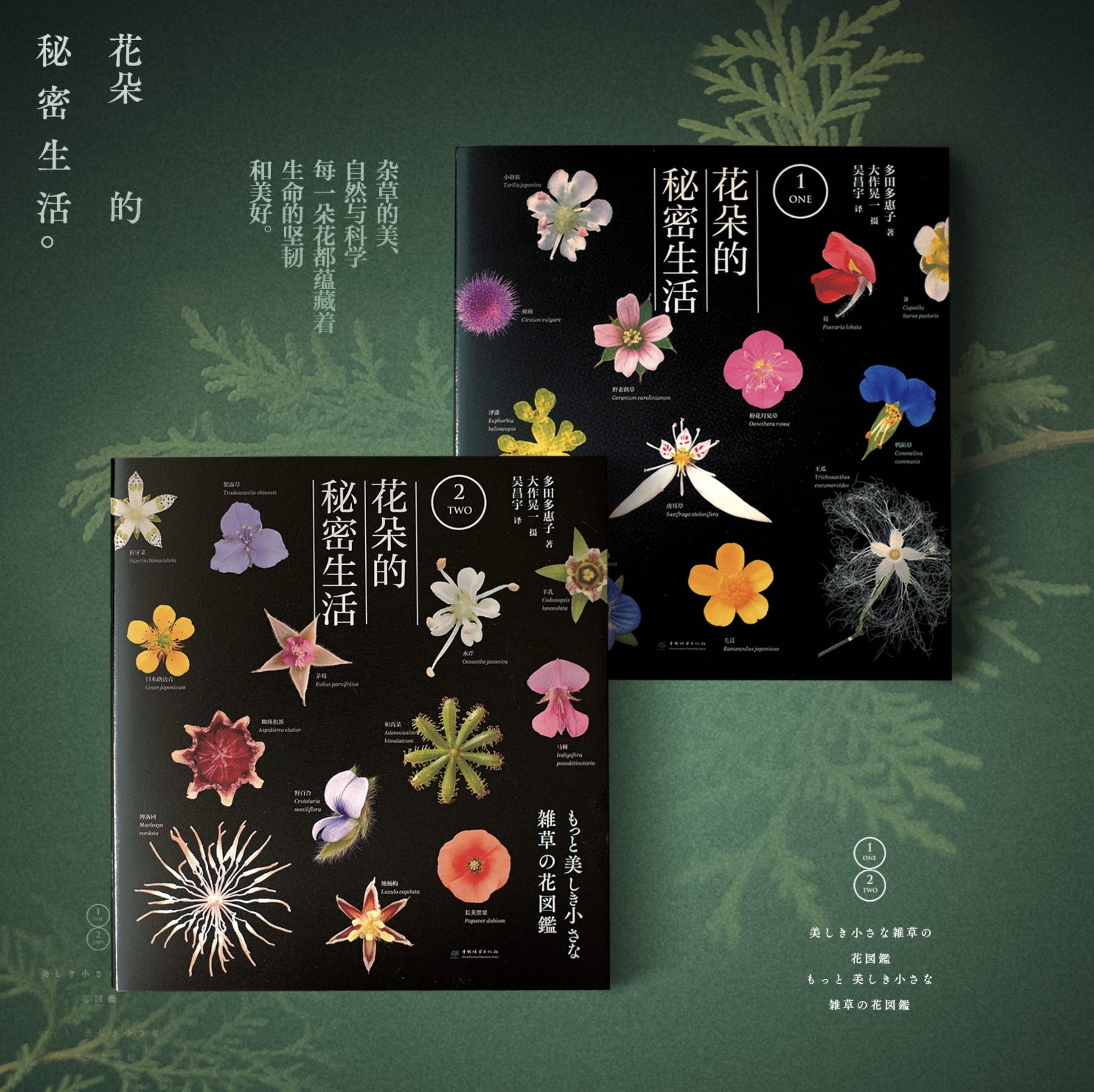 花朵的秘密生活（全两册）畅销日本的科普力作 2407+2408 中国林业出版社正版畅销书籍