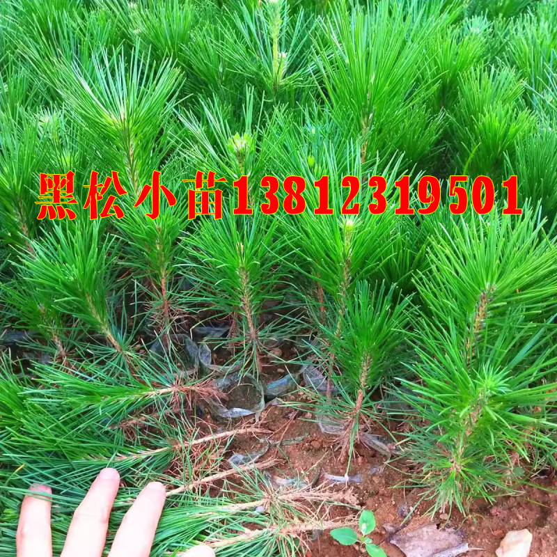 日本三河黑松小苗黑松树苗盆景素材绿化护坡庭院地栽荒山绿化苗木