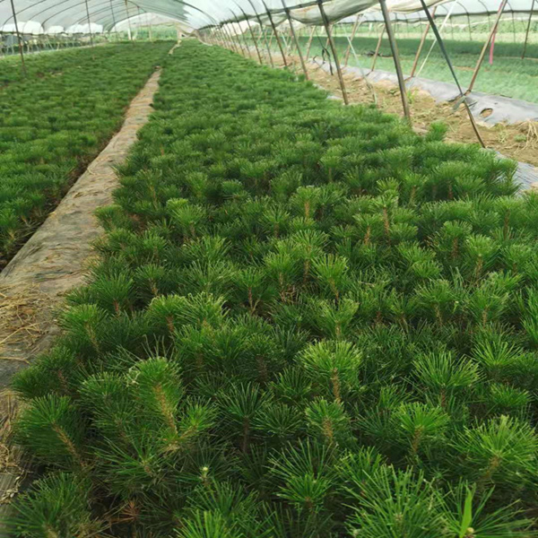 雪松树苗家养绿植院子植物喜阳耐晒北方室外耐寒容易养活的四季青
