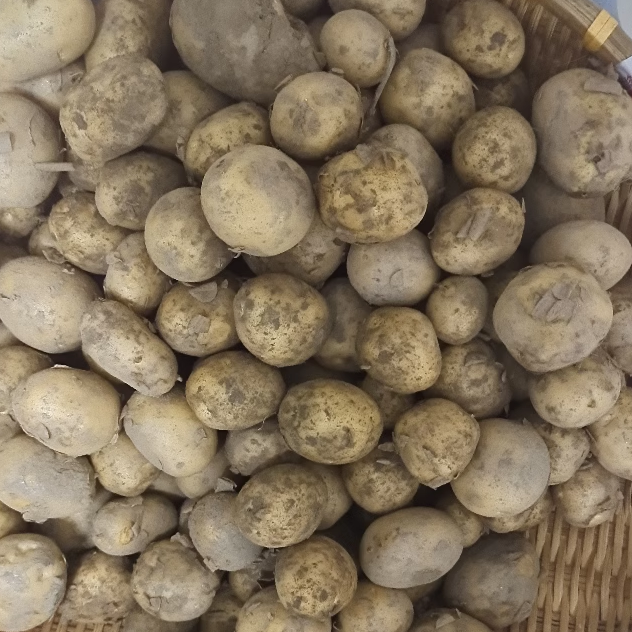 农村自种 新鲜小土豆 有掉皮是正常的