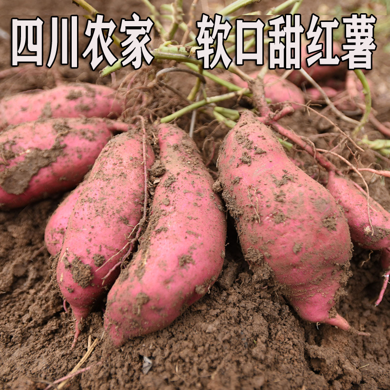 四川农家自种新鲜当季红薯红黄白心红薯蜜薯糖心地瓜番薯山芋