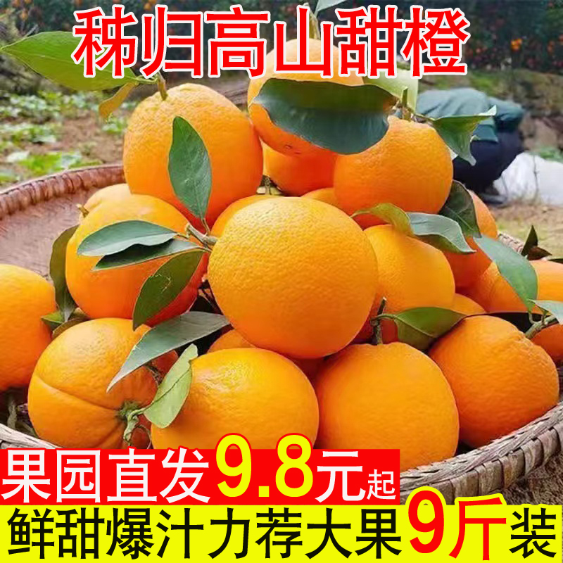 橙子新鲜水果当季整箱10斤冰糖甜超伦晚夏橙秭归脐橙榨汁批发商用