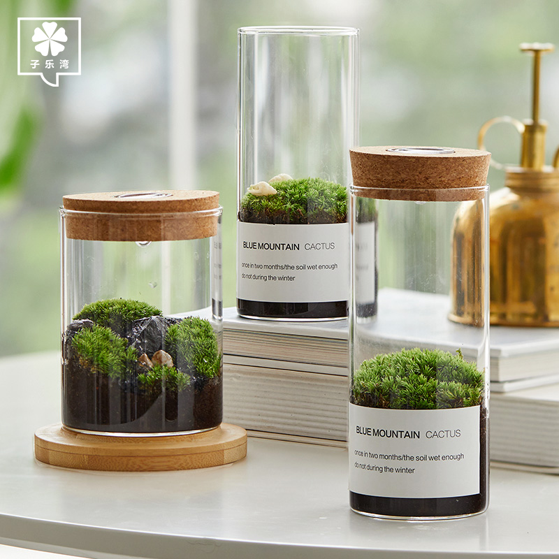 子乐湾 苔藓微景观植物生态瓶奇趣绿植创意DIY小盆景桌面绿植摆件