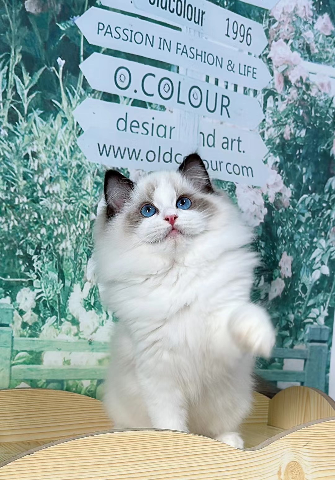 布偶猫幼猫仙女猫蓝眼睛的猫长毛布偶幼崽视频挑选