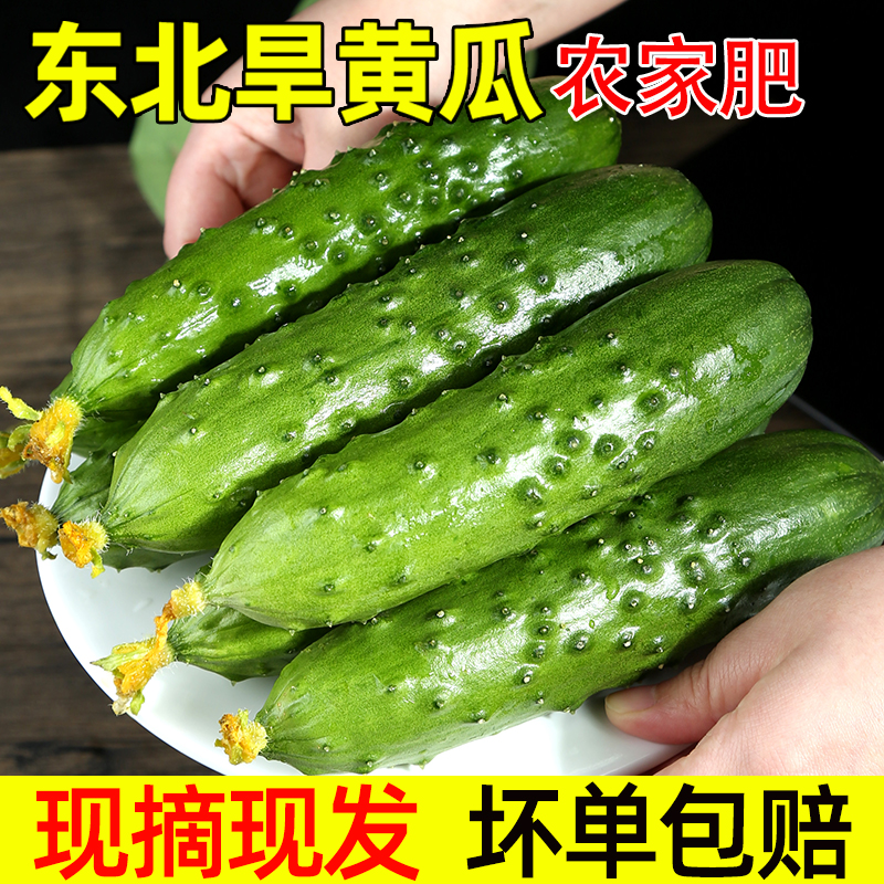 东北旱黄瓜新鲜现摘脆嫩生吃应季蔬菜水果黄瓜时令蔬菜农家自种植