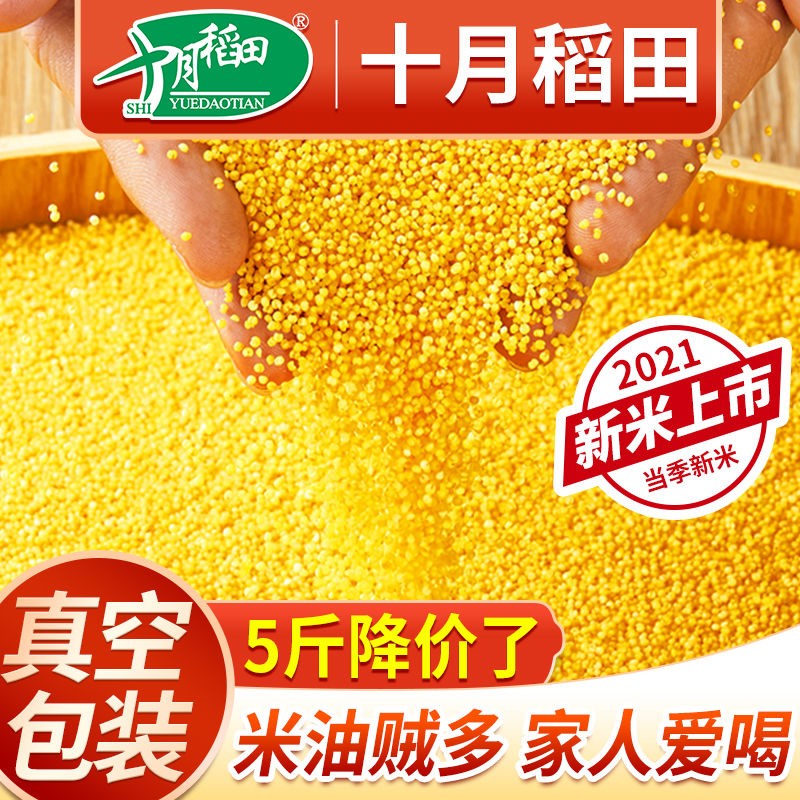 十月稻田黄小米5斤10斤小米煮粥小黄米小米粥五谷杂粮米2021新米