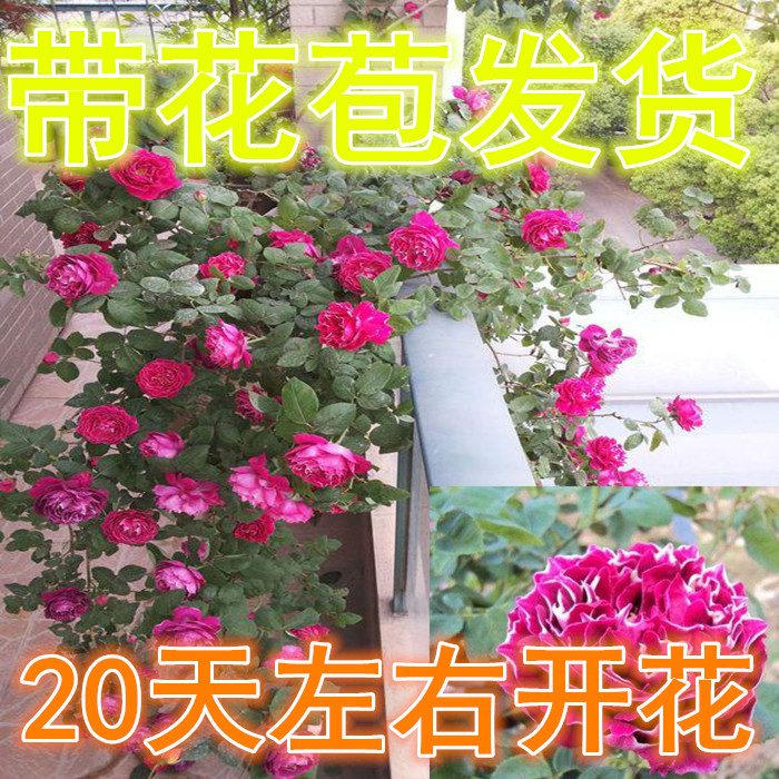 蔷薇花苗爬藤四季浓香型带花庭院植物大花月季玫瑰花盆栽开花不断